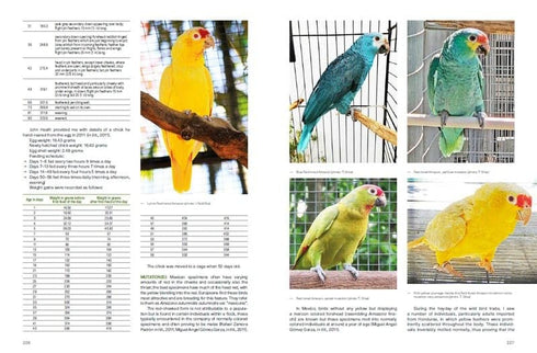 Amazon Parrots - Silva,T. 2022